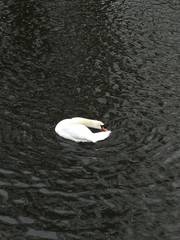Cygnus olor