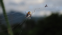 Verrucosa undecimvariolata