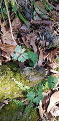 Semiaquilegia