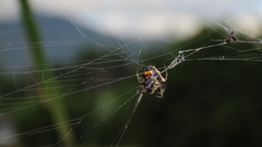 Verrucosa undecimvariolata