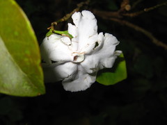 Brunfelsia uniflora