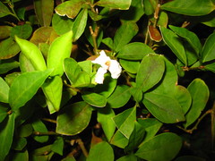 Brunfelsia uniflora