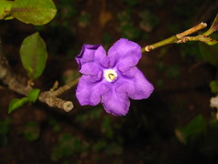 Brunfelsia uniflora