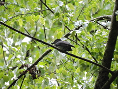 Pachyramphus homochrous