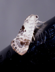 Eupselia carpocapsella