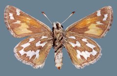 Hesperia nevada nevada