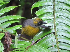 Mitrospingus cassinii