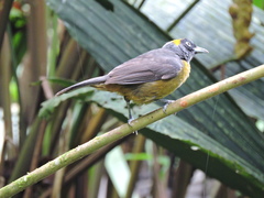 Mitrospingus cassinii