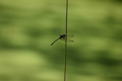 Dythemis nigrescens
