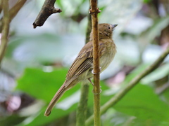 Cnipodectes subbrunneus