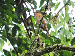Pachyramphus homochrous