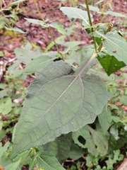 Sigesbeckia jorullensis