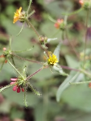 Sigesbeckia jorullensis