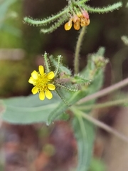 Sigesbeckia jorullensis