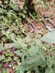 Sigesbeckia jorullensis