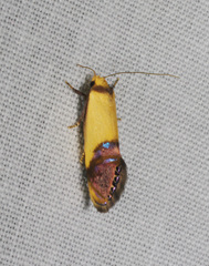 Eupselia satrapella