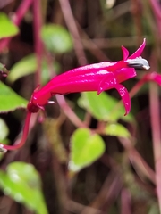 Centropogon costaricae