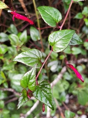 Centropogon costaricae