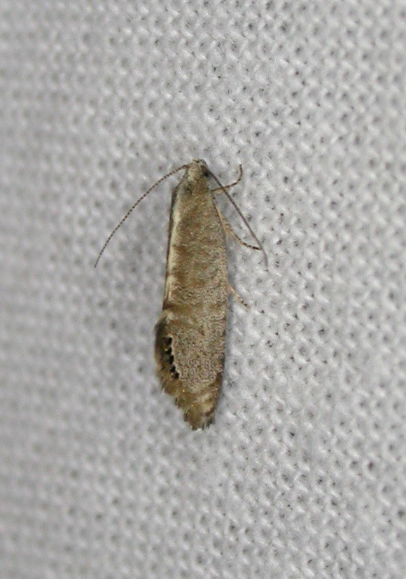 Eupselia theorella