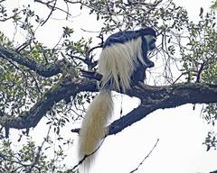 Colobus caudatus