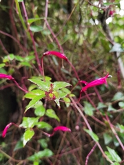 Centropogon costaricae