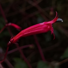 Centropogon costaricae
