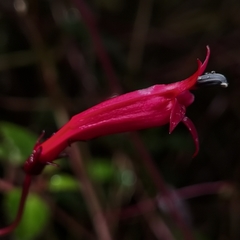 Centropogon costaricae