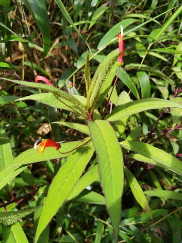 Centropogon valerii image
