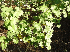 Malva assurgentiflora