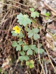 Oxalis spiralis