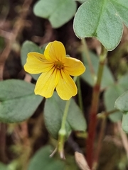 Oxalis spiralis