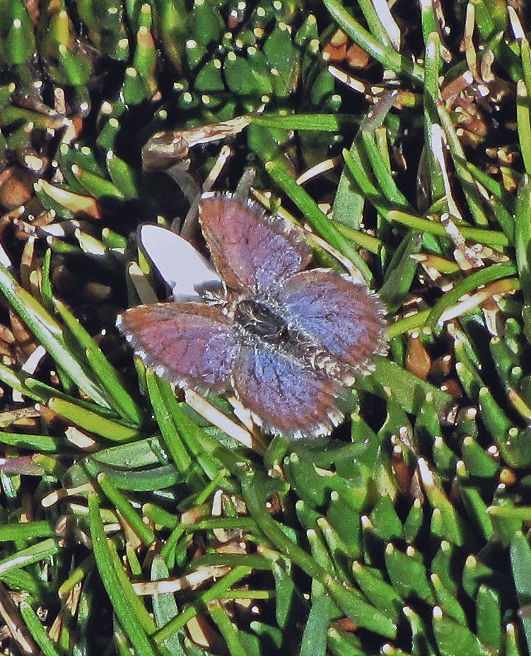 Itylos ludicra