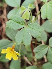 Oxalis spiralis