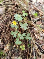 Oxalis spiralis