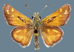 Hesperia nevada nevada