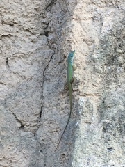 Anolis trinitatis
