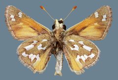 Hesperia nevada nevada