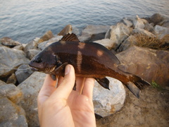 Black Croaker photo 5