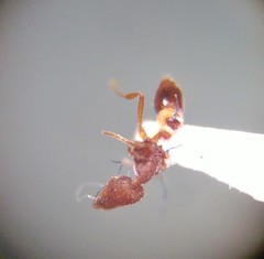 Strumigenys rostrata