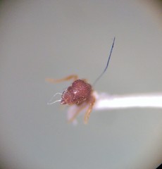 Strumigenys rostrata