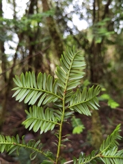 Prumnopitys standleyi