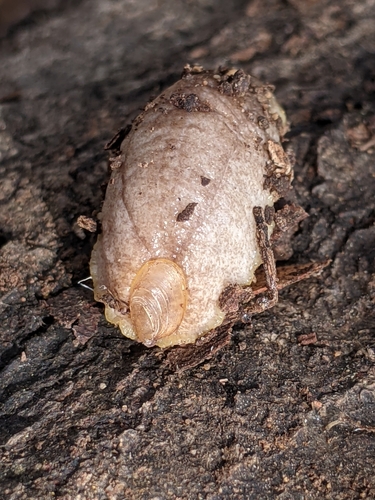 Earshell Slug