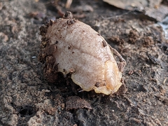 Testacella haliotidea