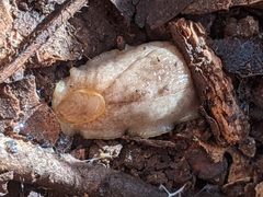 Testacella haliotidea