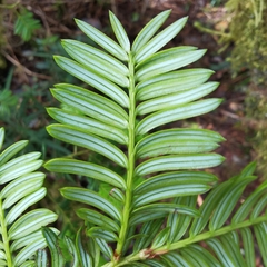 Prumnopitys standleyi