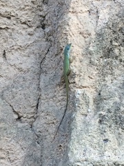 Anolis trinitatis