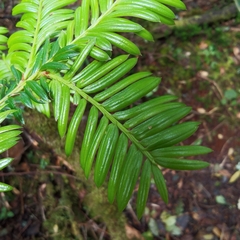Prumnopitys standleyi