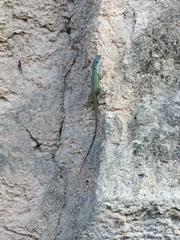 Anolis trinitatis
