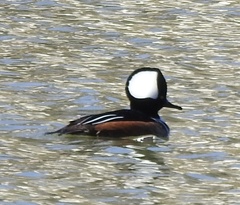 Lophodytes cucullatus