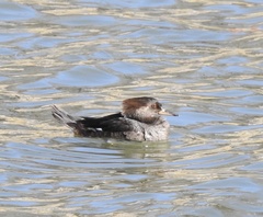 Lophodytes cucullatus